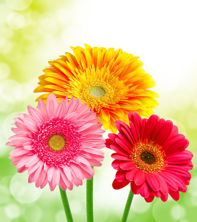 Close up of gerber flowerの写真素材