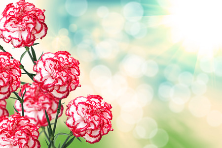 Close up of carnation flowerの写真素材