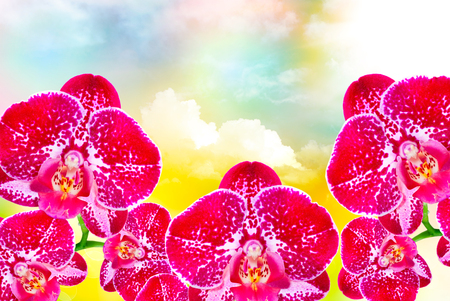 Close up of orchid flowerの写真素材