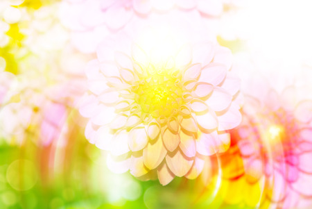 Close up of fresh beautiful gerber flowerの写真素材