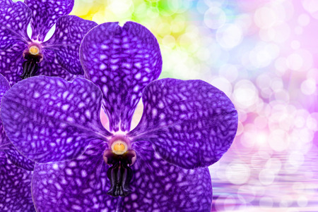 Close up of beautiful plant orchid flowerの写真素材