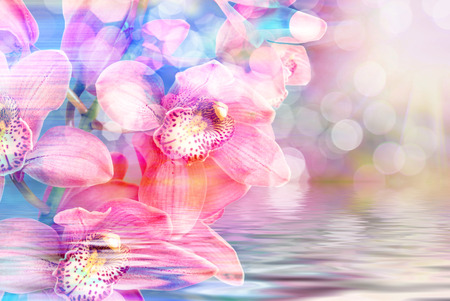 Close up of beautiful plant orchid flowerの写真素材