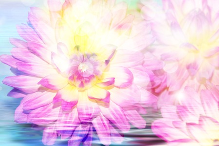 Close up of fresh beautiful gerber flowerの写真素材