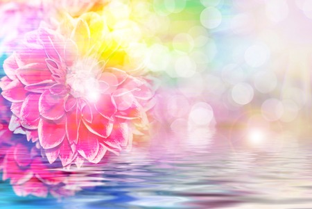 Close up of fresh beautiful gerber flowerの写真素材