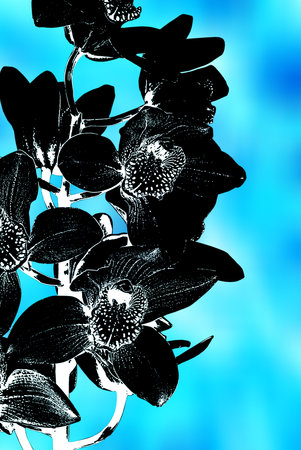 Close up of beautiful plant orchid flowerの写真素材