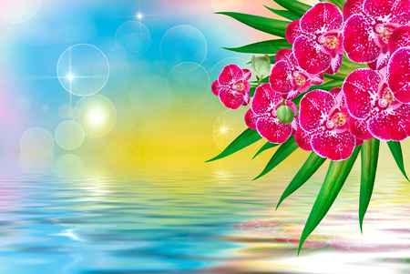 Close up of beautiful plant orchid flowerの写真素材