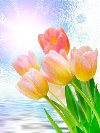 Close up of fresh beautiful tulip flowersの写真素材