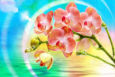 Close up of orchid flowerの写真素材