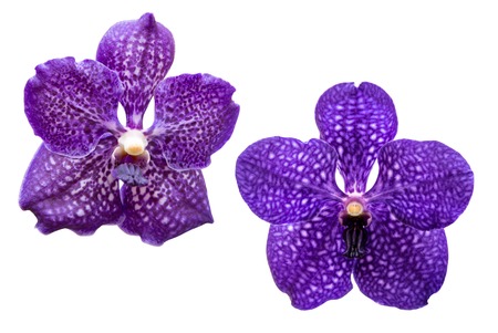 Tropical orchid flower isolated on white backgroundの写真素材