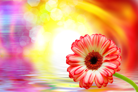Close up of gerber flowerの写真素材