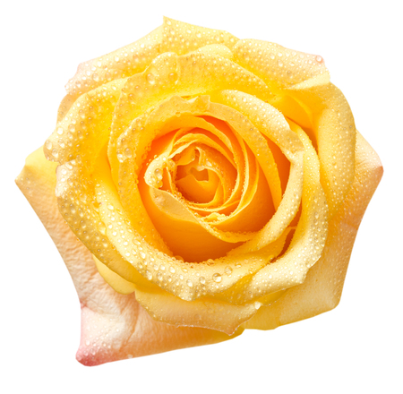 Rose flower isolated on white backgroundの写真素材