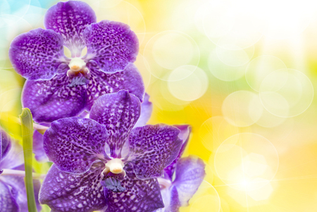 Close up of orchid flowerの写真素材