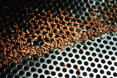 Malt seeds on a bolter screen as a part of techological process at a brewing factory