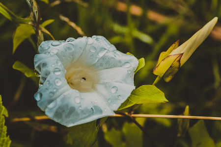 flowerの写真素材