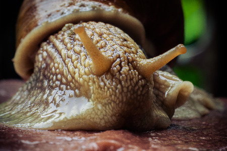 Snail on a stoneの写真素材