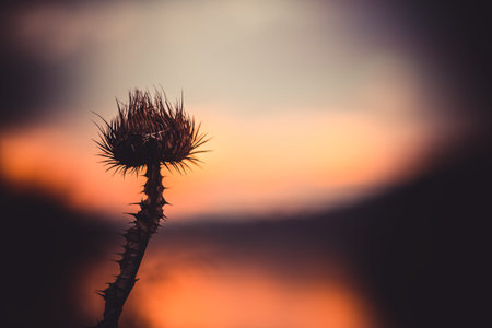 flower at sunsetの写真素材