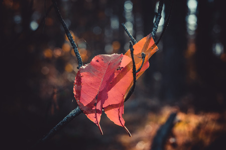 always togetherの写真素材