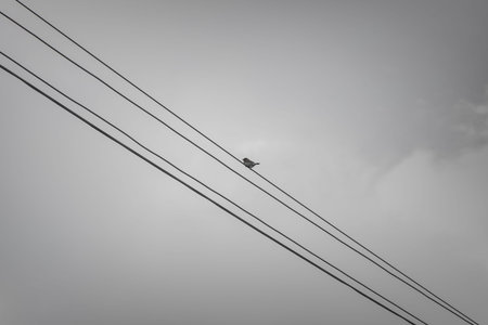 Alone bird perching on power cable lines after rain stopped.Black and White.