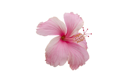 Pink hibiscus flower isolated white background.の写真素材