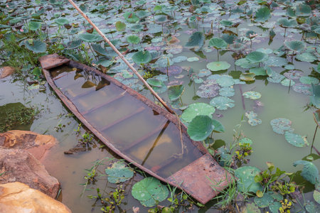 Old ship sank on the riverbank in the lotus pond.の写真素材