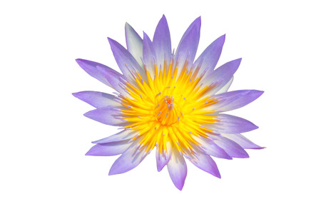 Purple lotus isolated white background with clipping path.の写真素材