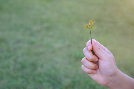 Hand of woman hold flowering grass while relaxing in the field.の写真素材