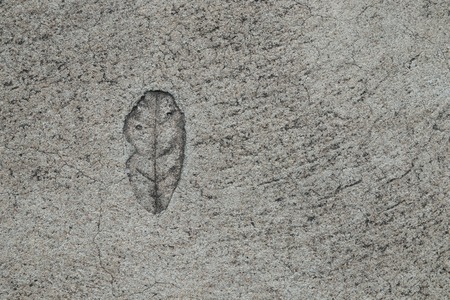 Close up top view single leaf stamped on concrete for decorate walkways.の写真素材