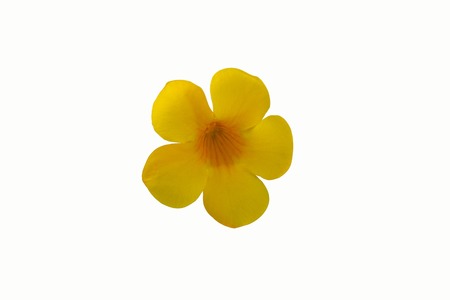 Allamanda cathartica flowers isolated on white background with clipping path.の写真素材