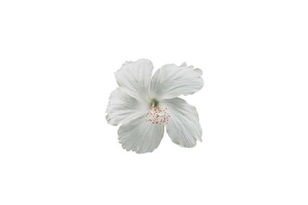 White hibiscus flowers with clipping path.の写真素材
