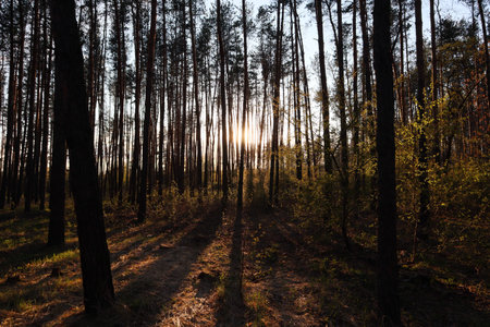 Evening forest in the rays of the autumn sun