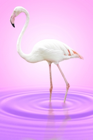 flamingoの写真素材