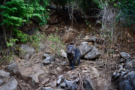 Wild boar in nature