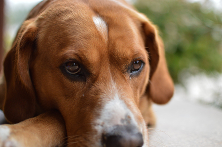 Hercules close upの写真素材