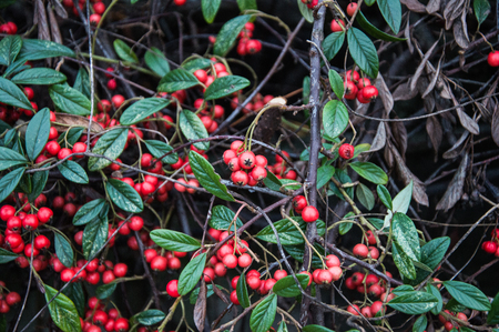 Red berriesの写真素材