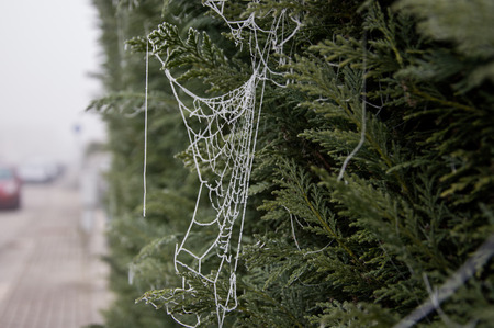 Iced web spiderの写真素材