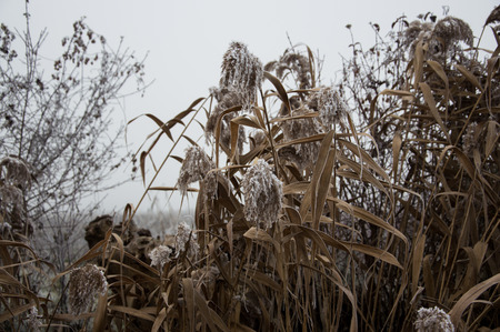 Frost landscapeの写真素材
