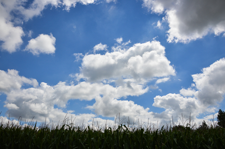 summer landscapeの写真素材