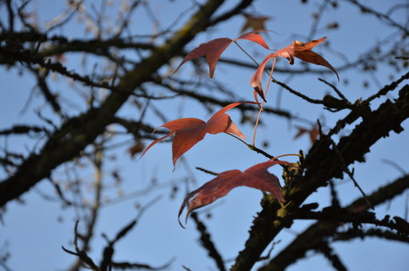 Autumn trees and leaves colors Veneto Italyの写真素材