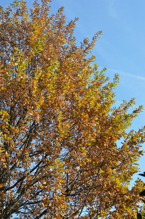 Autumn trees and leaves colors Veneto Italyの写真素材