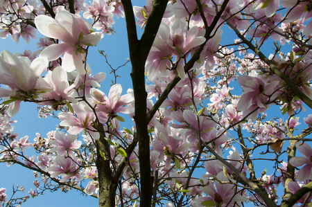 View of white and pink flowers in spring, Veneto Italyの写真素材