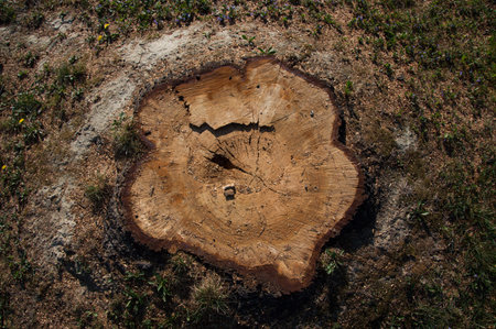 Cut stump of tree Veneto Italyの写真素材