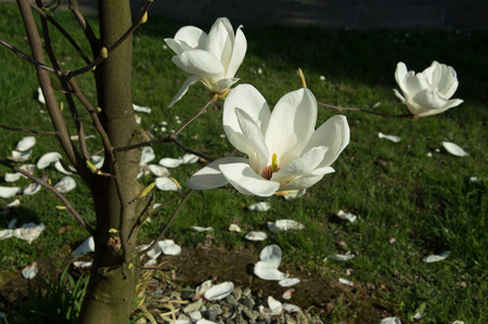 View of white flowers in spring, Veneto Italyの写真素材