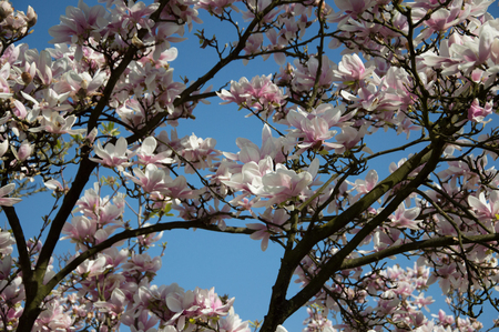 View of white and pink flowers in spring, Veneto Italyの写真素材
