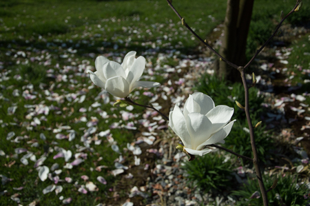 View of white flowers in spring, Veneto Italyの写真素材