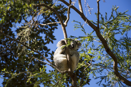 A sleeping koala is a tree Australiaの写真素材