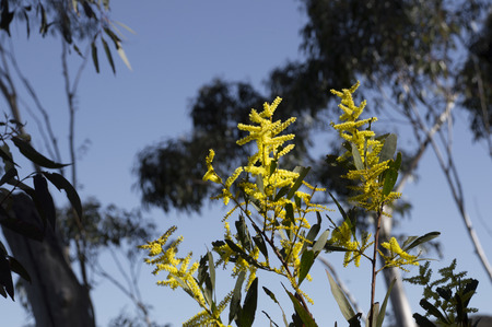 Yellow flourishes at the Blue Mountains Australiaの写真素材