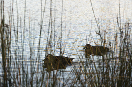 Two ducks at Busby's Pond at Centennial Park Sydney Australiaの写真素材