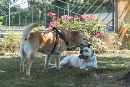 Labrador Retriver and Boxer play together in the garden