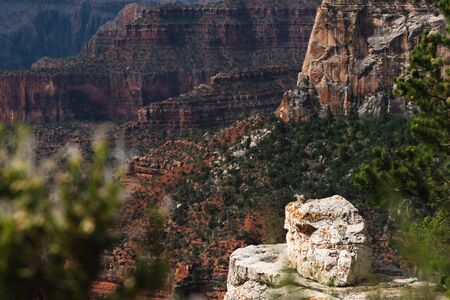 Two squirrels over the grand canyon north rimの写真素材