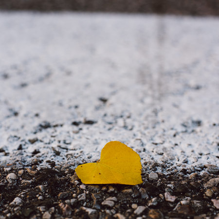 Yellow heart shaped leaf